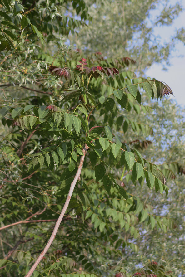 Ailanthus altissima